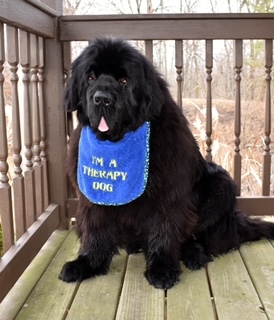 Vadar on a porch with his blue therapy dog bib