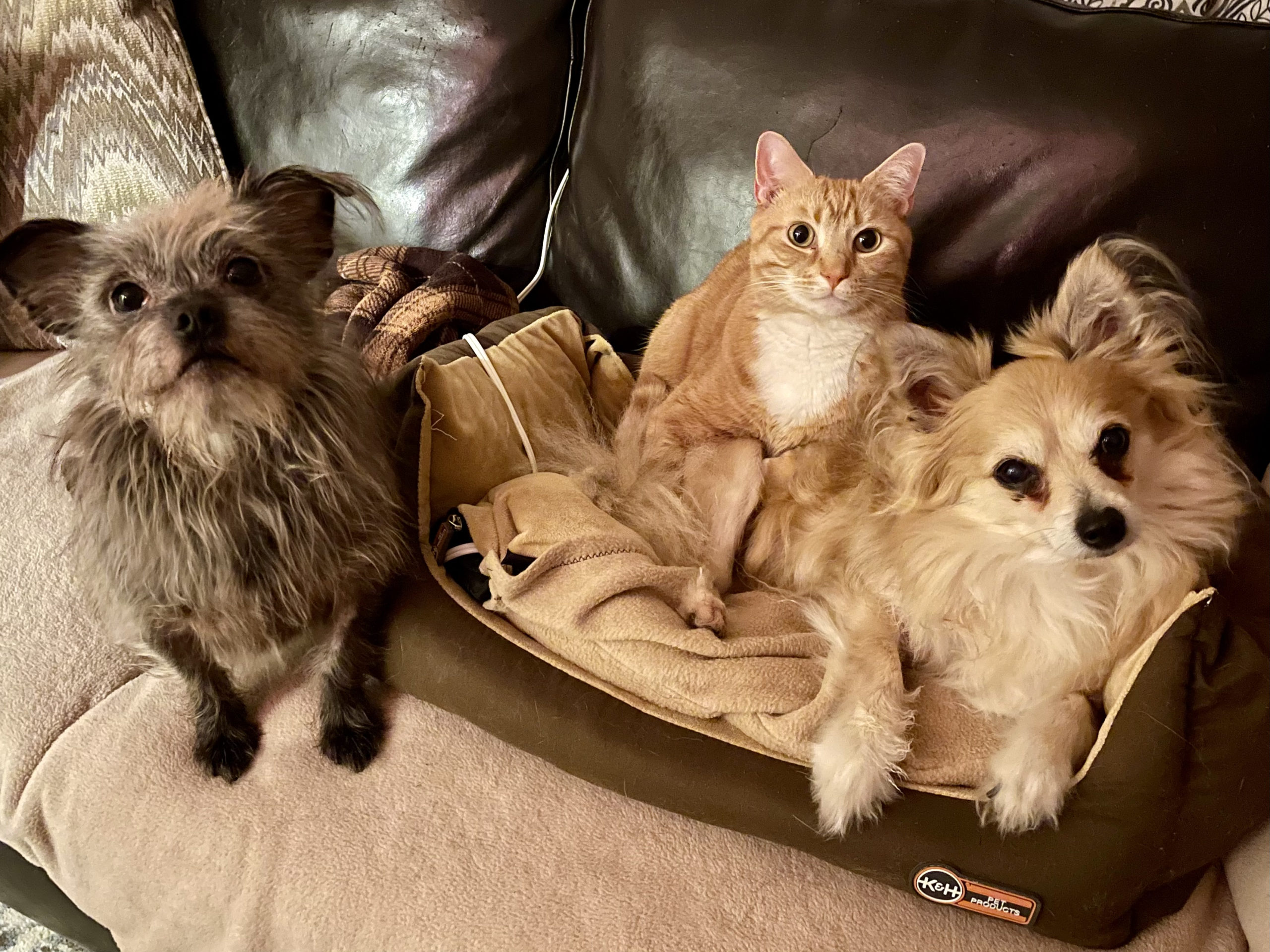 2 dogs and cat in a basket