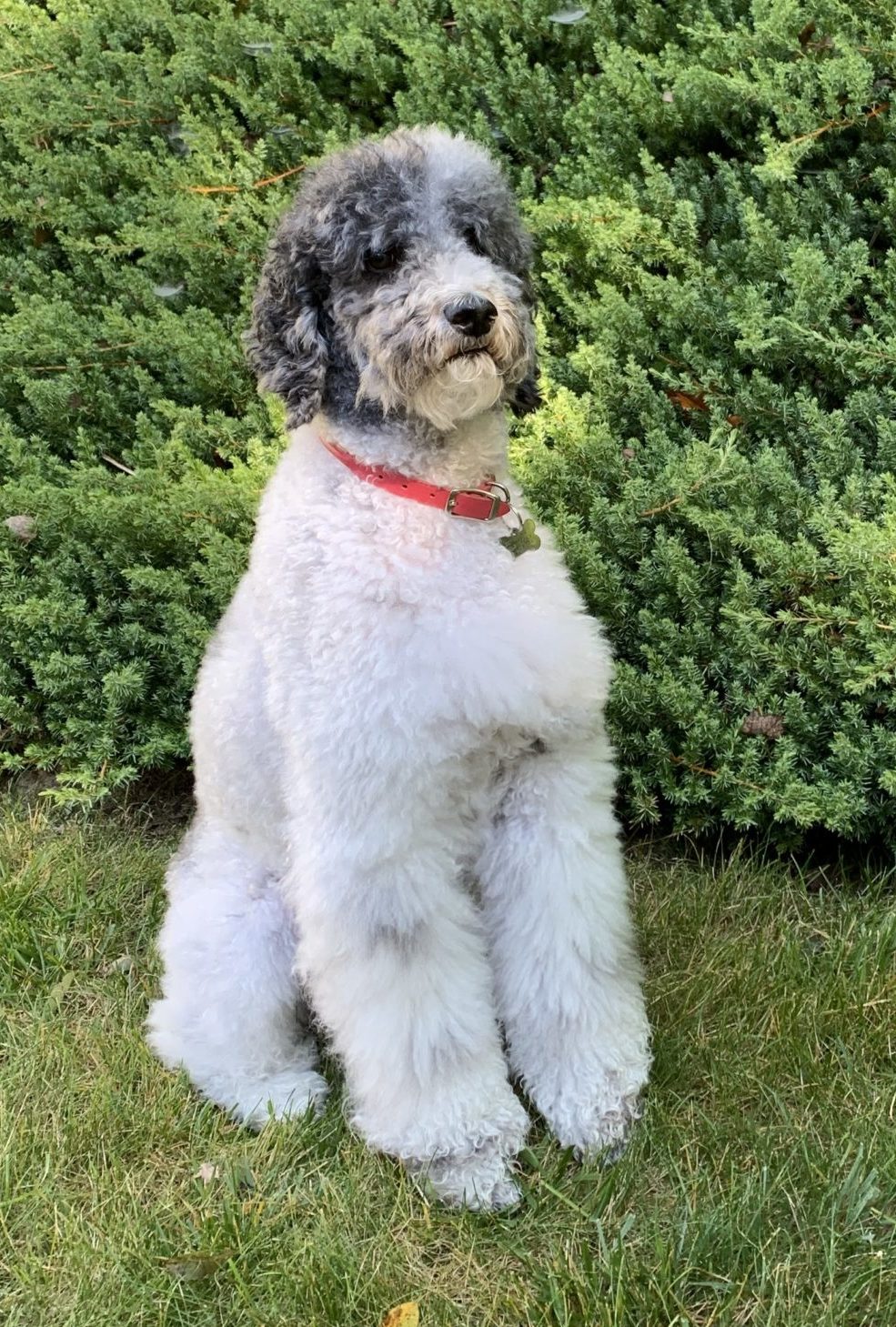 Topper at the North Carolina mountains.