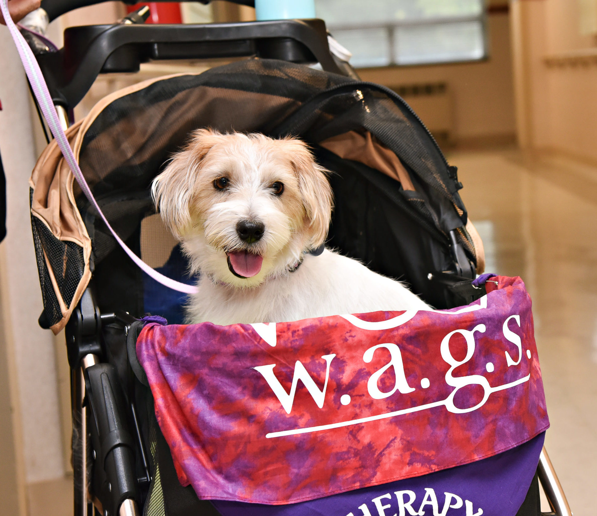 WAGS terrier ready to visit in style being strolled in to see patients