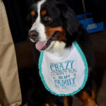 This Berner dog has a bib that says, "Crazy doesn't run in my family, it gallops."