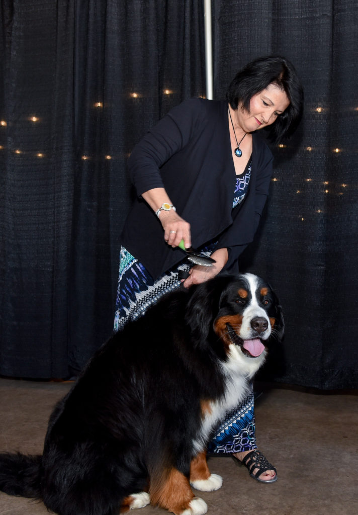 Our largest Bernese Mountain Dog is a gentle giant pictured with owner Francis Burton.