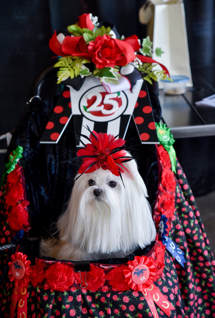 A baby stroller adorned with "25th Anniversary" and of corse our Maltese star "Maggie"