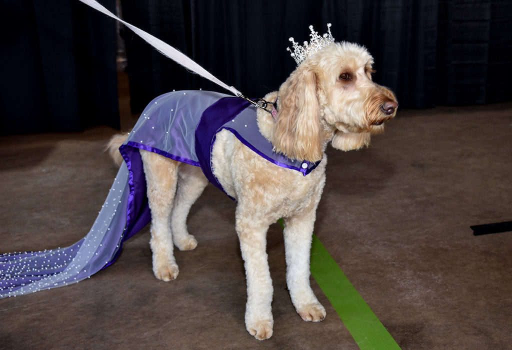 Nala our queen golden doodle in a purple trailing gown.