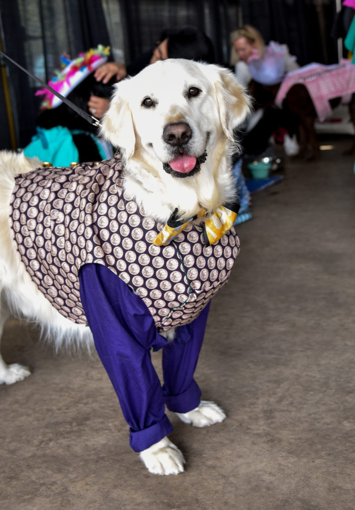 Cha-ching on this derby gambling outfit for our therapy pet named Comet