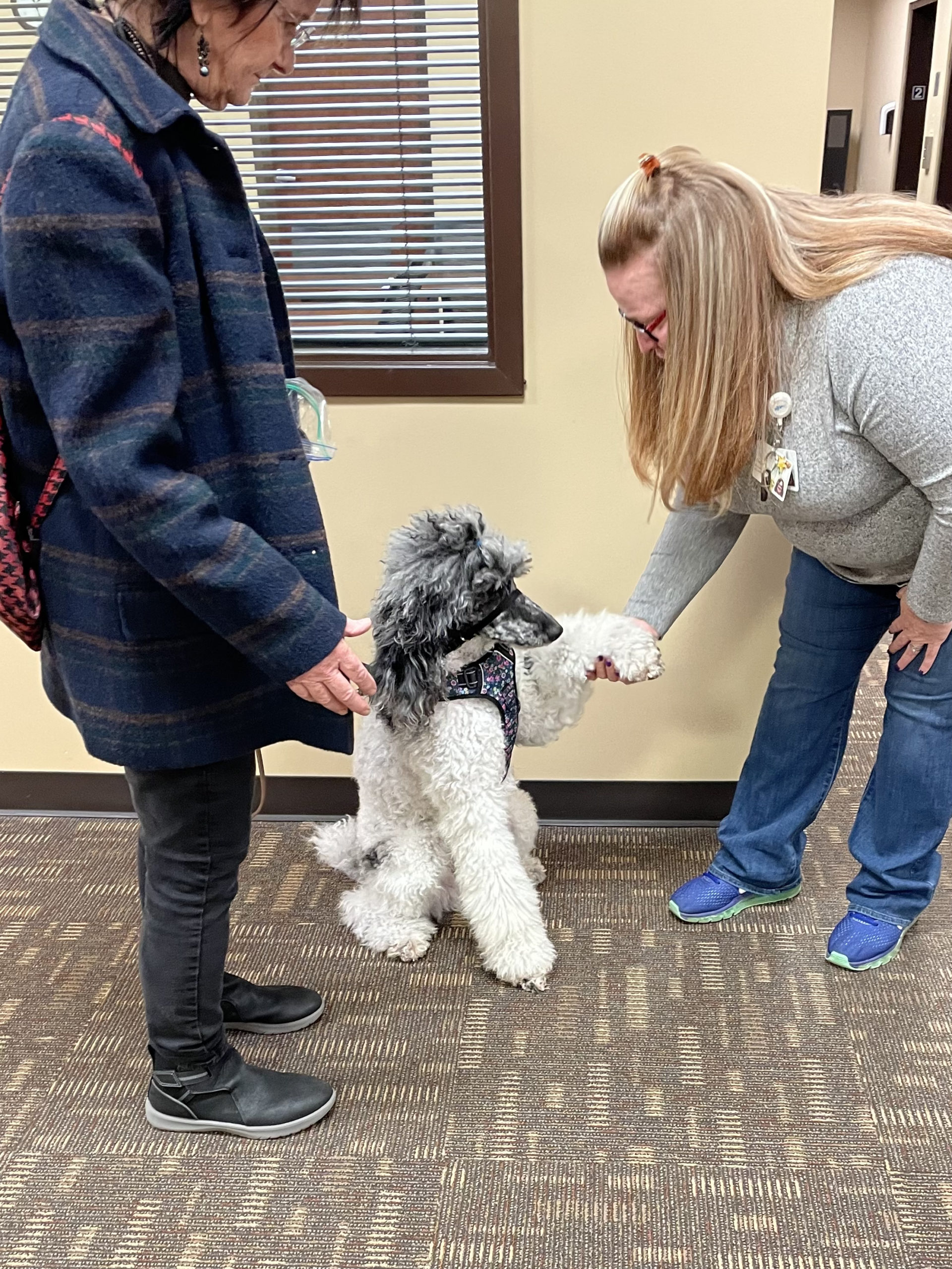 JB , a party poodle throws up a paw to a Hosparus employee on a visit