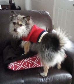 Hero Luna, mixed terrier in a red sweater.