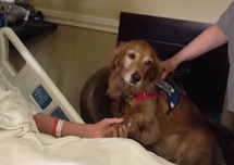 Bedside therapy dog offering a paw to the patient.