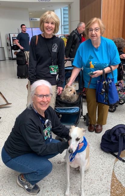 Airport visiting teams Whippet Bennet and Norwhich Terrier Penny