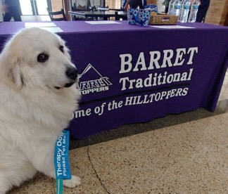 Therapy Pet Comet a large Cream Retriever represents his best at a school event.