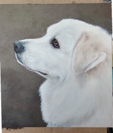 Portrait of GRAAND RESCUE dog Callie