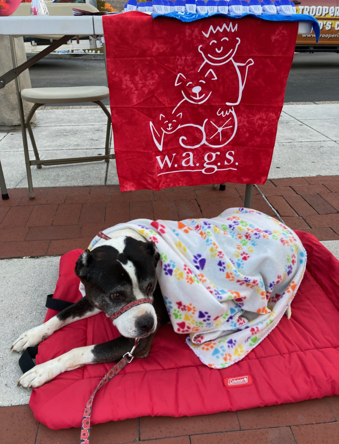 WAGS Logo with Pit Bull Rescue Representing WAGS