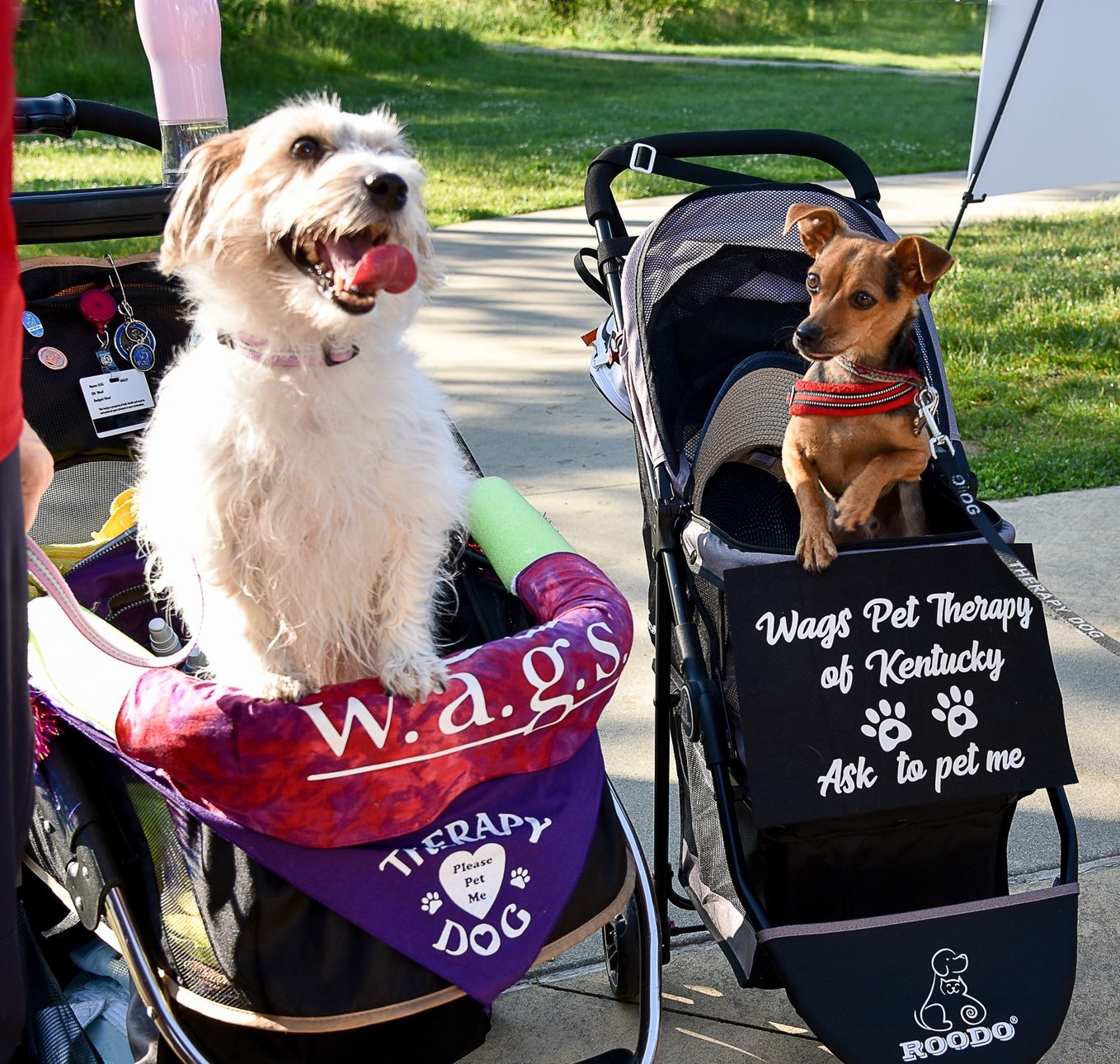 Two Eager Pups Strolling for WAGS